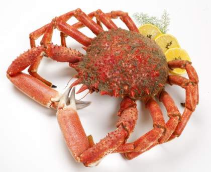 Araignées de mer du pêcheur