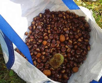 Crème de marrons