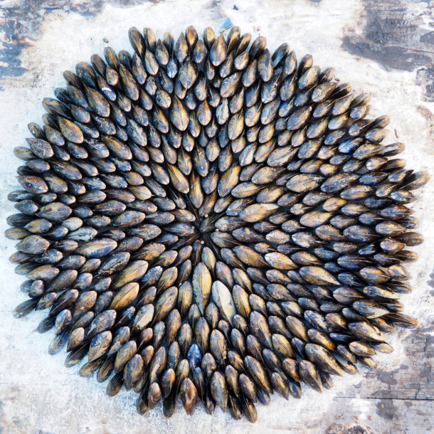 Eclade de moules