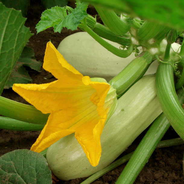 Fleurs de courge