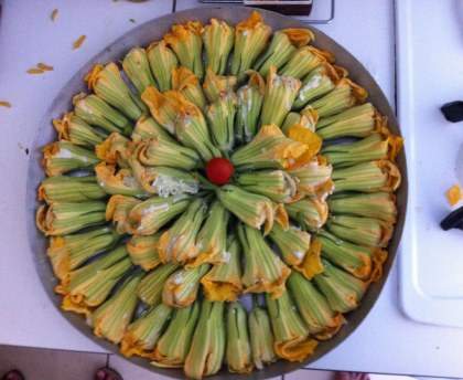 Fleurs de courgettes farcies à la brousse