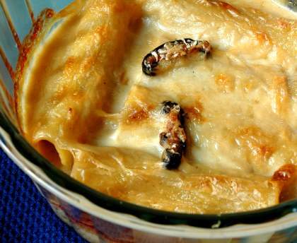 lasagnes aux cèpes et à la ricotta