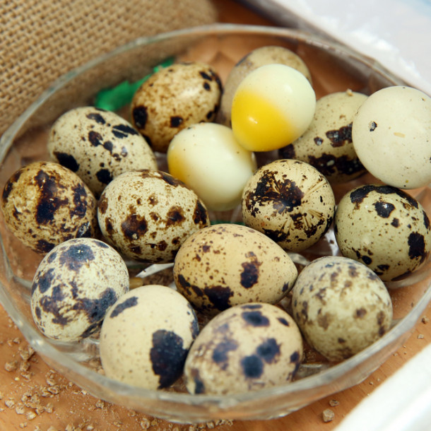 Oeuf de caille dur
